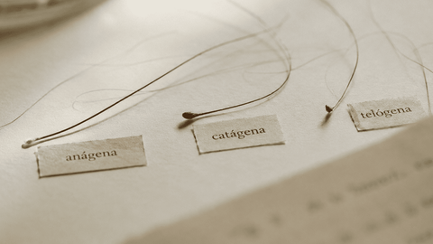 Ciclo capilar: las fases de tu pelo explicadas